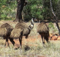 5-Day Outback Farm and Wildlife Experience from Brisbane - Stayed