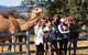 One Hump Camel Farm And Wine Tour - thumb 3