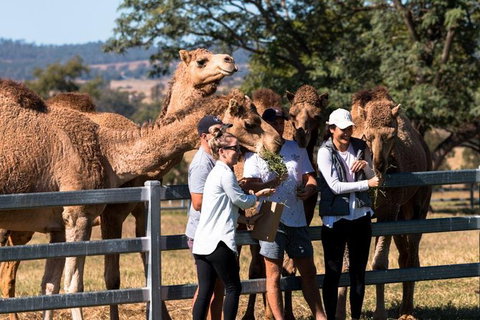 One Hump Camel Farm And Wine Tour - Stayed 3