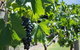 One Hump Camel Farm And Wine Tour - thumb 1