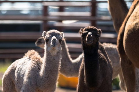 One Hump Camel Farm And Wine Tour - Stayed 4