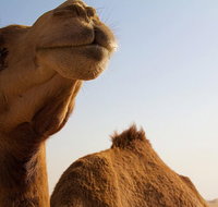 One Hump Camel Farm and Wine Tour - Stayed