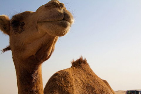 One Hump Camel Farm And Wine Tour - Stayed 0
