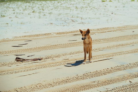 Dingos 3 Day Tag Along Fraser Island 4WD Adventure - Stayed 1