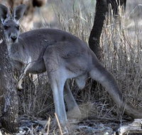 8-Day Authentic Outback Adventure Tour of Cunnamulla Including Round-Trip Air Transfer from Brisbane - Stayed