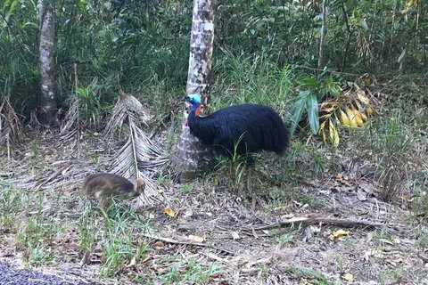 Daintree Luxury Limousine Tour - Full Day - Stayed 8