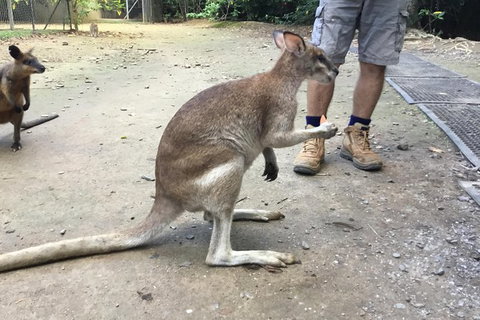 Daintree Luxury Limousine Tour - Full Day - Stayed 10