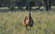 9-Day Cunnamulla Outback Exploration Backpacking Trip From Brisbane - thumb 1