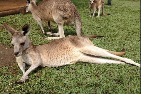 Kuranda Day Tour, TKS-RFS GRAND GOLD PLUS 0930 - Stays Accommodation 2