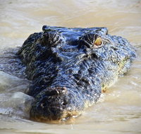 1 Day Rockhampton Highlights Private Tour with Pickup - Stayed