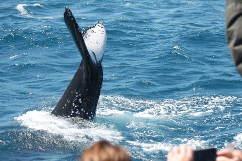 Half-Day Whale Watching In Urangan - Stayed 2
