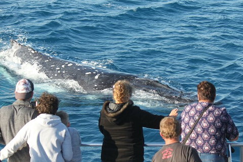 Half-Day Whale Watching In Urangan - Stayed 5