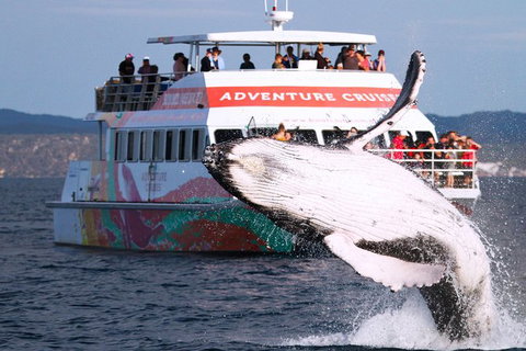 Half-Day Whale Watching In Urangan - Stayed 0