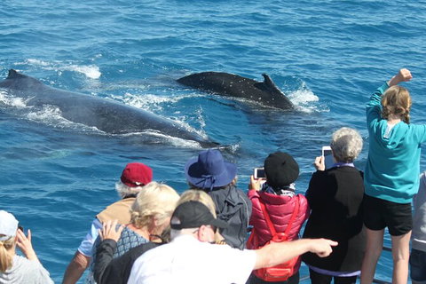 Half-Day Whale Watching In Urangan - Stayed 4