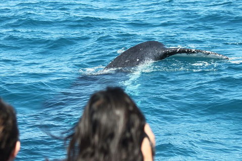 Half-Day Whale Watching In Urangan - Stayed 7