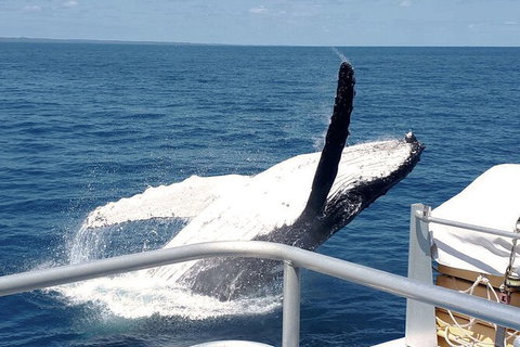 Half-Day Whale Watching In Urangan - Stayed 3