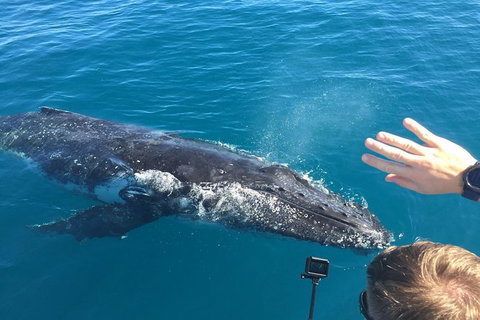 Half-Day Whale Watching In Urangan - Stayed 6
