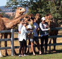 Camel Farm Discovery - Stayed