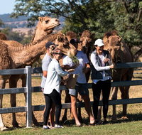 Camel Farm Tour and Taste near Brisbane - Stayed