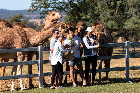 Camel Farm Tour And Taste Near Brisbane - Stayed 0