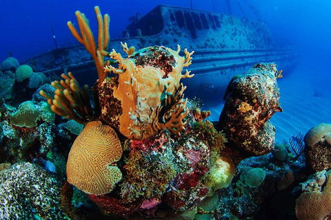 PADI Diving Courses On The Gold Coast - Stayed 3