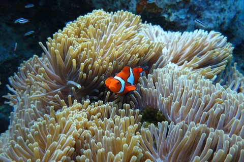 PADI Diving Courses On The Gold Coast - Stayed 4