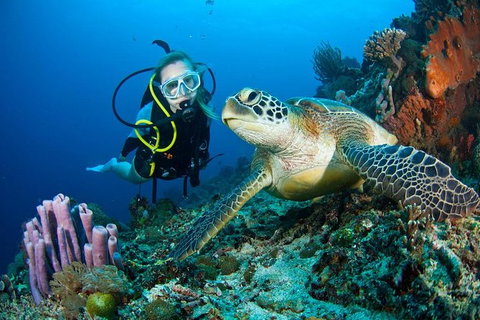 PADI Diving Courses On The Gold Coast - Stayed 1