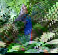 Guided Night Walk in Cape Tribulation - Stayed