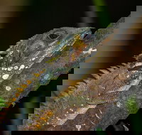 Family Night Walking Tour at Tropical Rainforest in Daintree - Stayed