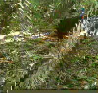 Small-Group Trekking Experience in Daintree National Park - Stayed