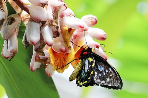 Australian Butterfly Sanctuary- Virtual Interactive Tour With Private Guide - Stayed 7