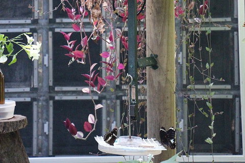 Australian Butterfly Sanctuary- Virtual Interactive Tour With Private Guide - Stayed 6