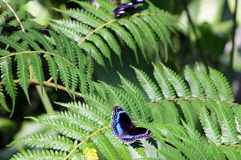 Australian Butterfly Sanctuary- Virtual Interactive Tour With Private Guide - Stayed 3