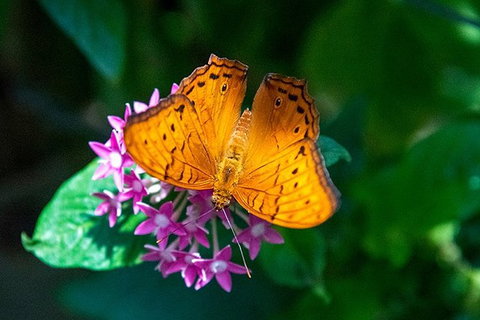Australian Butterfly Sanctuary- Virtual Interactive Tour With Private Guide - Stayed 1