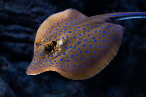 Cairns Aquarium Tour By Twilight With Drink And Appetiser - Stayed 5