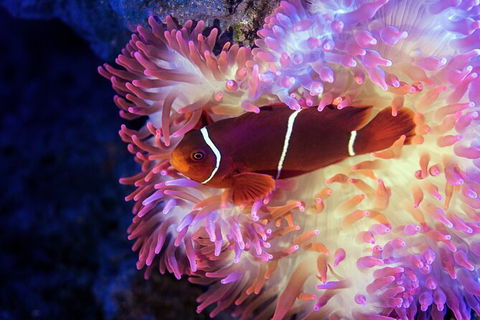Cairns Aquarium Tour By Twilight With Drink And Appetiser - Stayed 2