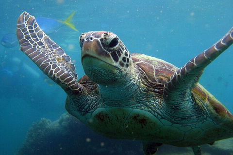 2 Night Whitsunday Islands Cruise On Atlantic Clipper From Airlie Beach - Stayed 6