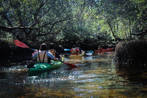 Dolphin Sanctuary Kayaking In Adelaide - Stayed 3