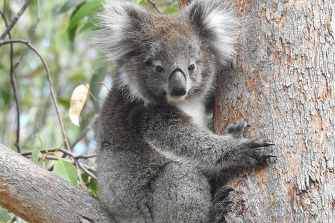 Adelaide Hills Private Day Tour - Stayed 3