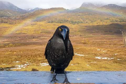 Cradle Mountain Park Explorer - Stays Accommodation 5