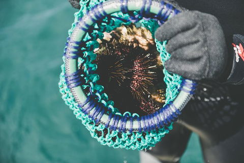 Deep-to-Dish: Tasmanian Seafood Experience - Afternoon Tour - Stayed 5