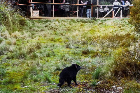 1-Hour Tasmanian Devil Feeding Day Tour At Cradle Mountain - Stayed 4
