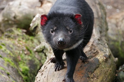 1-Hour Tasmanian Devil Feeding Day Tour At Cradle Mountain - Stayed 1
