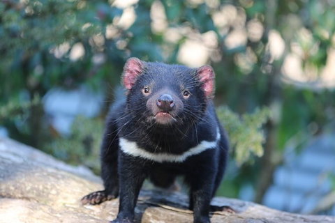 1-Hour Tasmanian Devil Feeding Day Tour At Cradle Mountain - Stayed 5