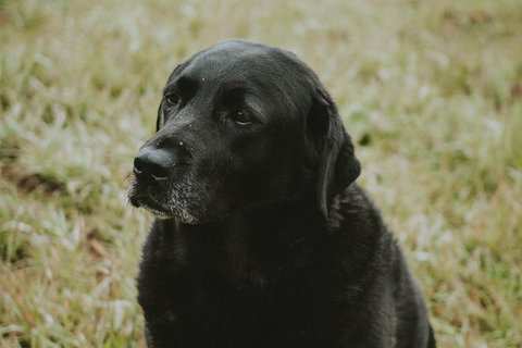 Daylesford Private, Corporate, Group Wine Tours: Wine, Cider, Gin, Vodka, Port! - Stayed 4