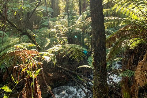 Hiking Tour To Aqueduct And Warburton Valley Lookout - Stayed 3