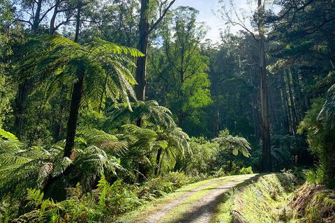 Hiking Tour To Aqueduct And Warburton Valley Lookout - Stayed 1