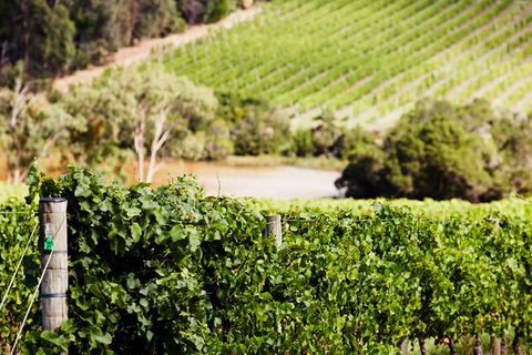 Mornington Peninsula 2-6 Guests With Lunch And Art Walk At Pt Leo Estate - Stayed 5