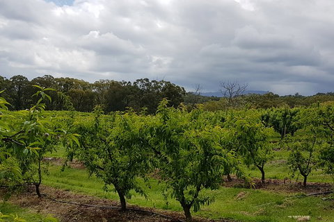 Day Tour Of Yarra Valley Puffing Billy And Rayners Orchard - Stayed 42
