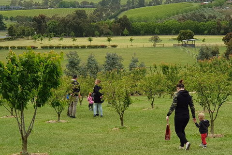 Day Tour Of Yarra Valley Puffing Billy And Rayners Orchard - Stayed 36